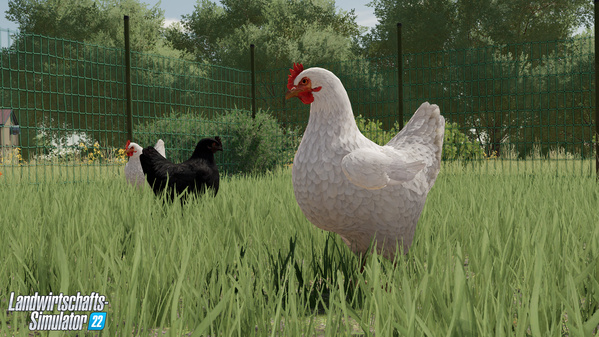 FS22-animal-chicken_1_de.jpg